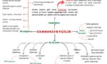 CUMHURİYETÇİLİK